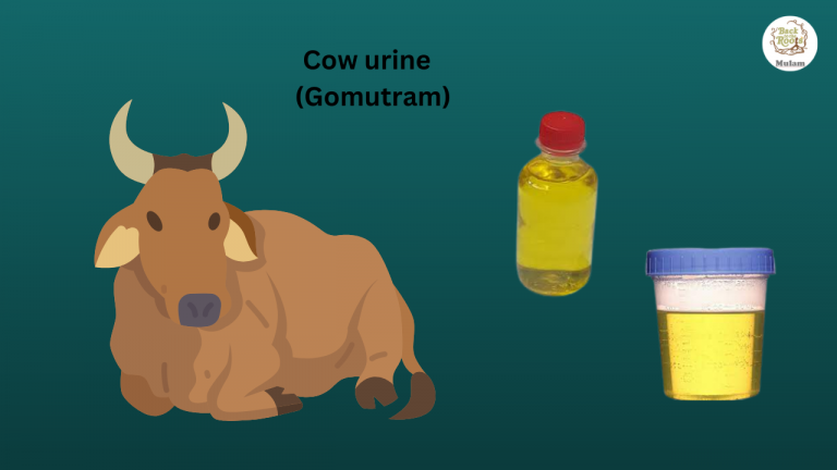 cow urine