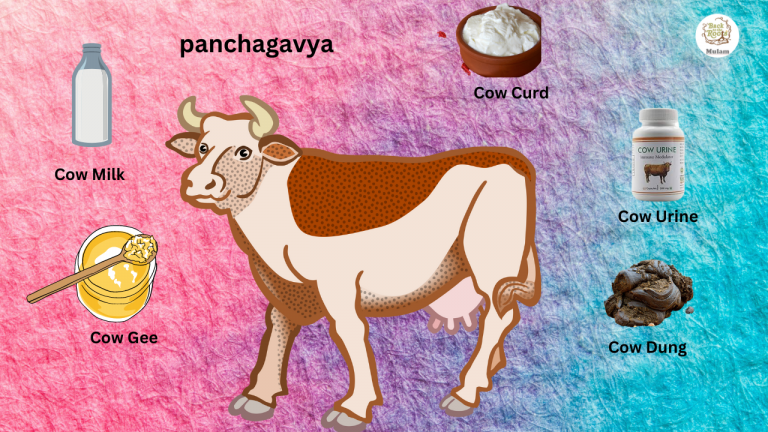 Panchagavya