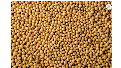 Sorghum Millet (Jowar)​