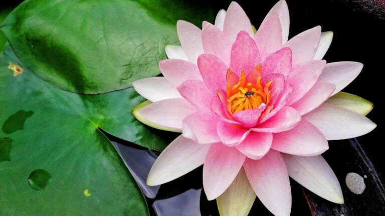 The Lotus Considered Sacred in Hindu Tradition