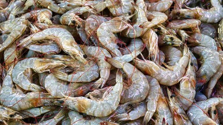 Prawns