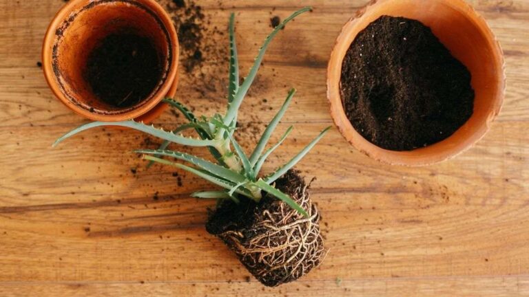 Earthen Flower pots